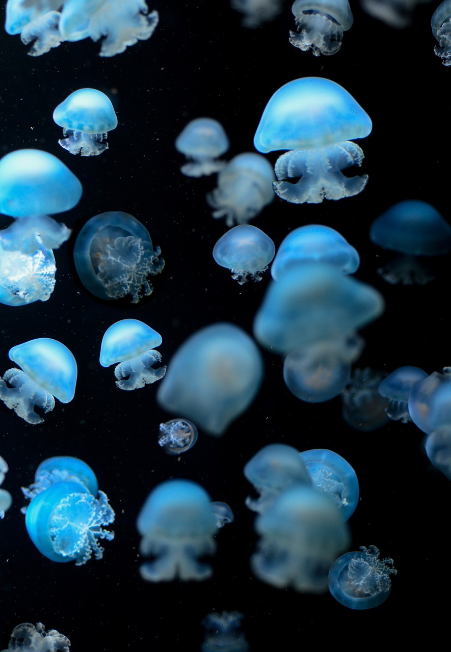水族館に行く前に準備すべき持ち物は？