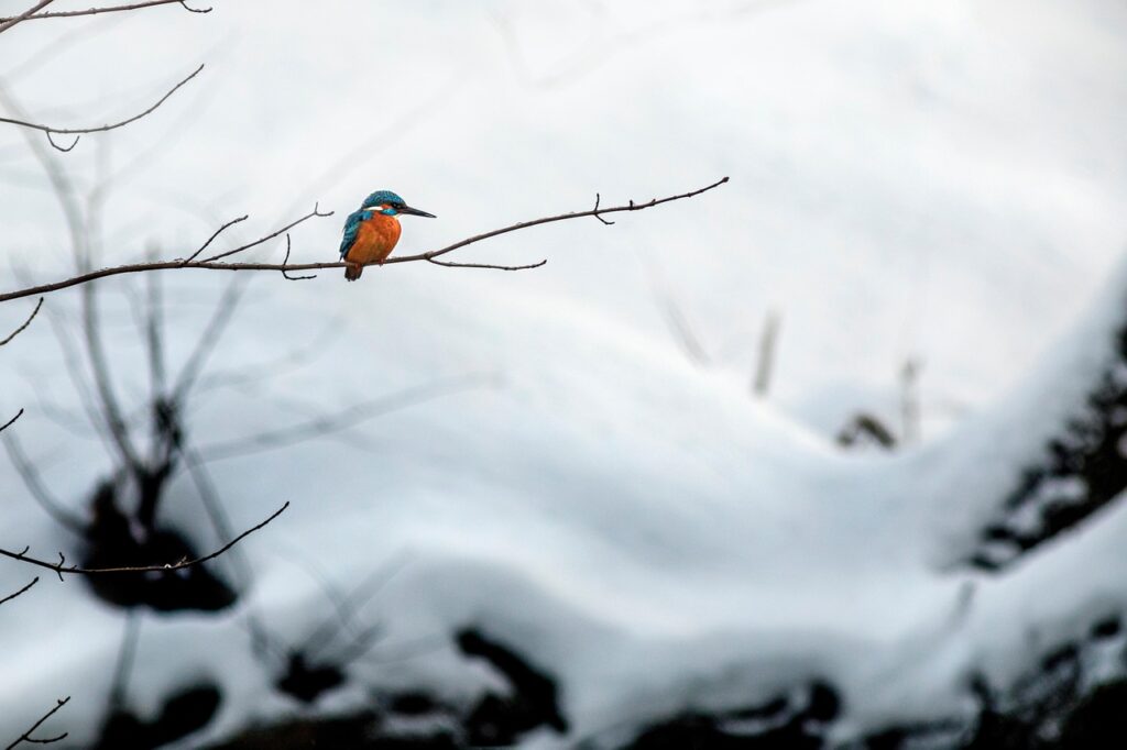 カップルが楽しめる趣味の共通点は何ですか？