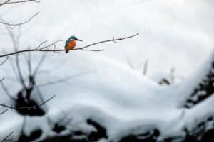 カップルが楽しめる趣味の共通点は何ですか？