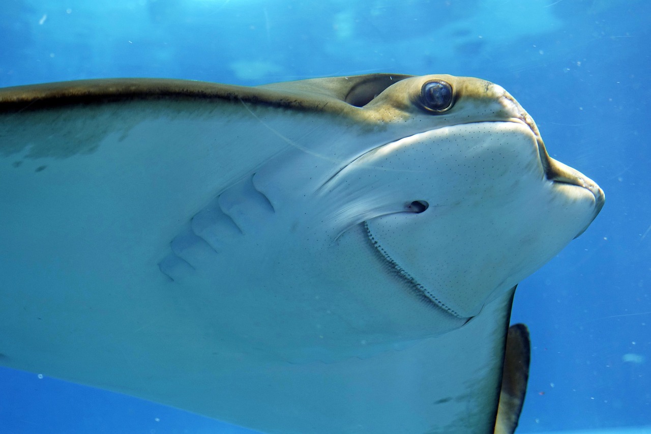 水族館でのデートに最適な滞在時間はどのくらい？