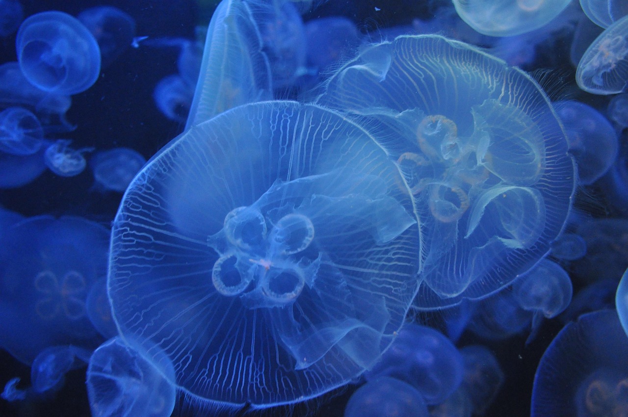 水族館に行く際の必須持ち物は？