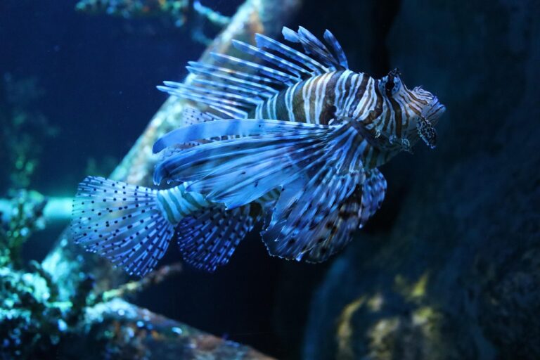 水族館に行く際の持ち物は何が必要ですか？
