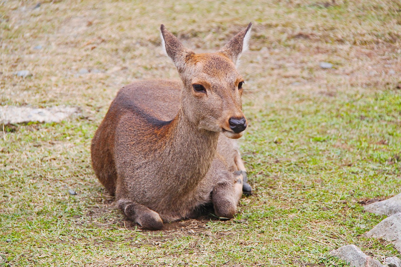 奈良の鹿と公園で楽しむデート旅行のおすすめスポットは？