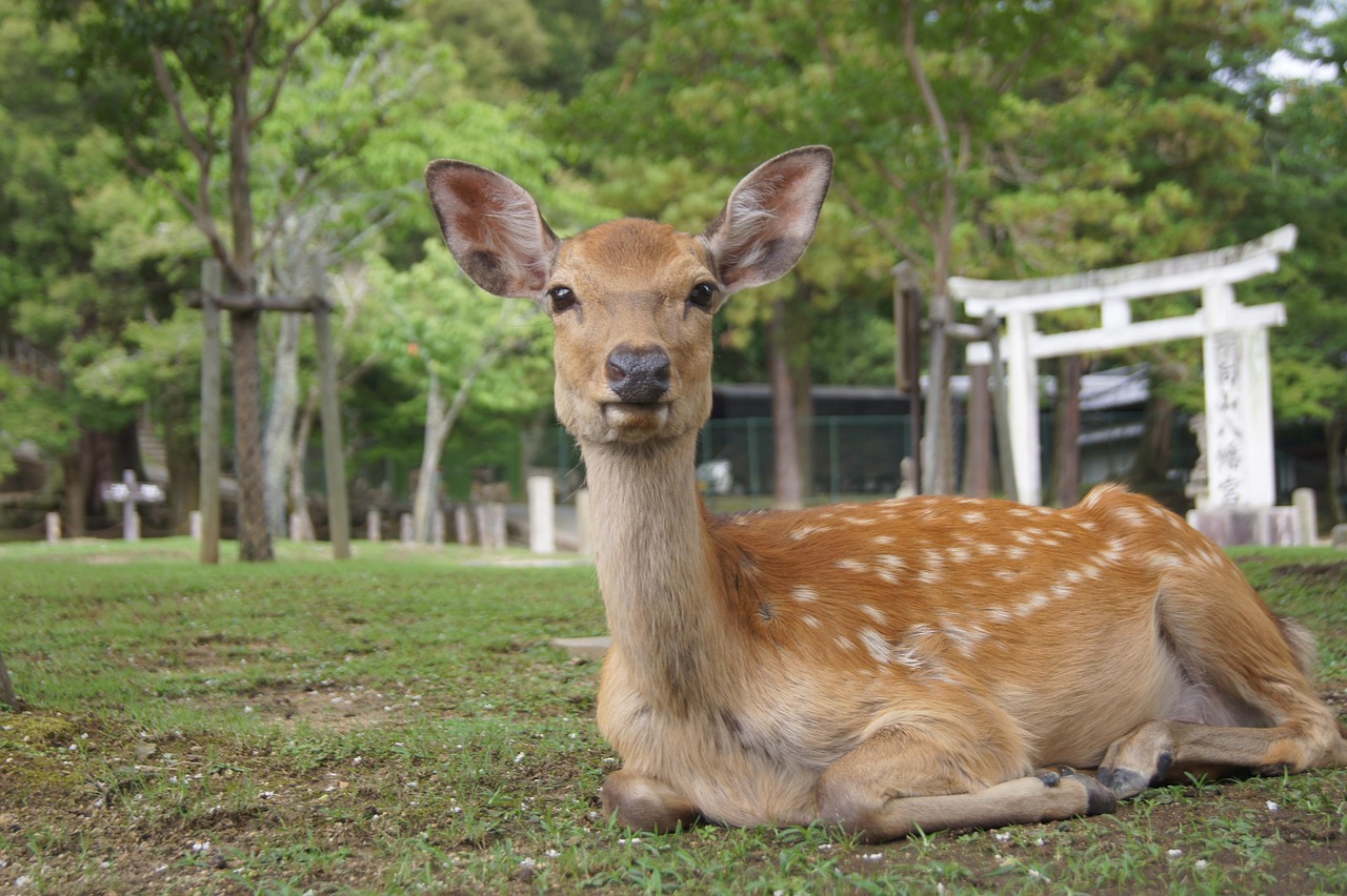 奈良の鹿と公園で楽しむデート旅行のおすすめプランは？