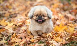 新婚旅行の予算はいくらが理想なのか？