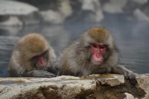カップルが選ぶ露天風呂付き客室の記念日旅行、予約のポイントは？