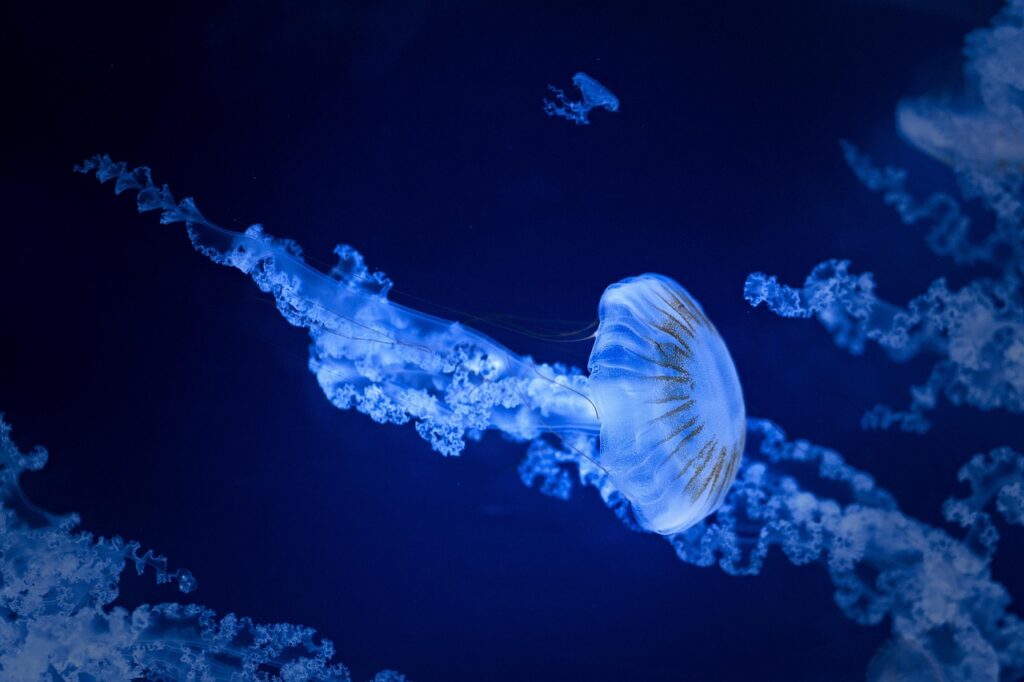 水族館の滞在時間はどれくらいが理想？