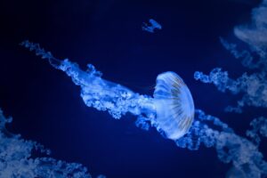 水族館の滞在時間はどれくらいが理想？