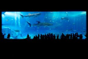水族館デートで気をつけることは何？
