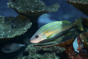 水族館に行くときの女の持ち物は何が必要？