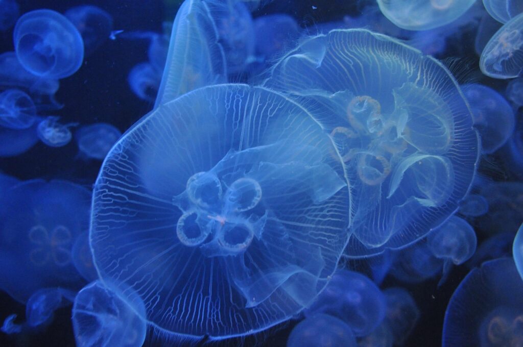 水族館は何時から行くべき？混雑を避けるベストタイミングとは？