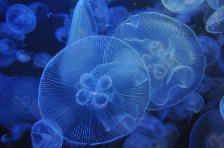 水族館は何時から行くべき？混雑を避けるベストタイミングとは？