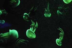 水族館デートに必要な持ち物は？男性必見の準備リスト！